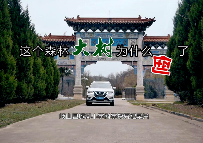 科学探究：《这个森林的大树为什么倒了》